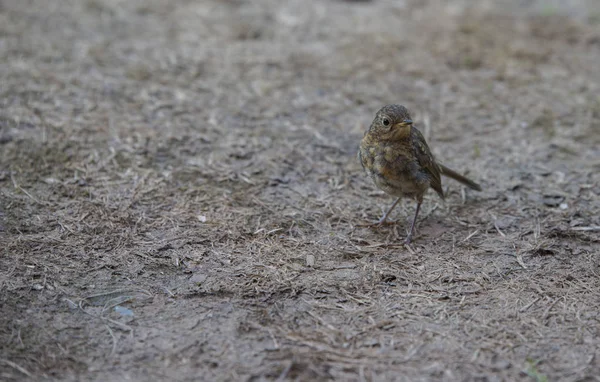 Young robin bird — Stock Photo, Image