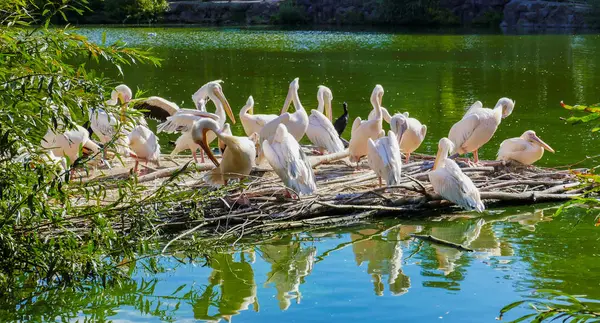 Gruppo di uccelli pellicani — Foto Stock