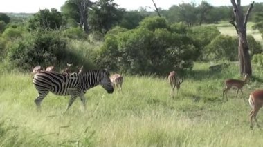 Zebralar ve kruger Milli Parkı içinde impalas