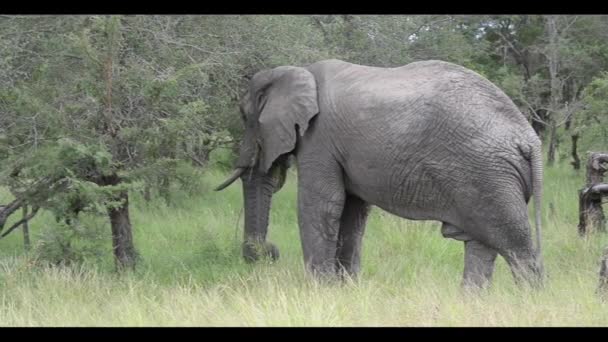 Comer elefante no parque nacional de Kruger — Vídeo de Stock