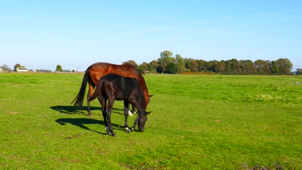 Young foal is and mother horse — Stock Video