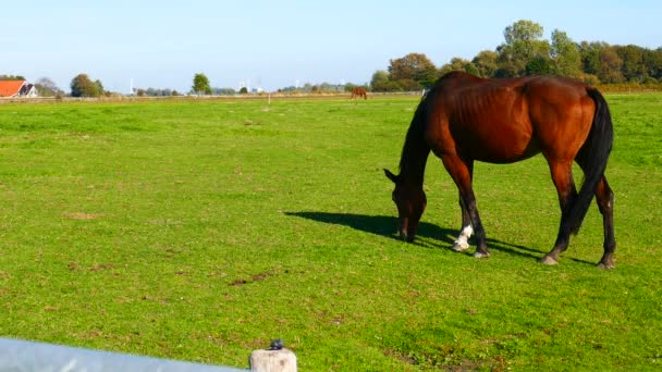Коричневые лошади пасутся в поле — стоковое видео
