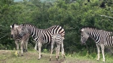 Grup Zebras Güney Afrika
