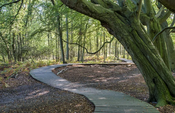 Sendero de madera en un bosque con grandes árboles viejos — Foto de Stock