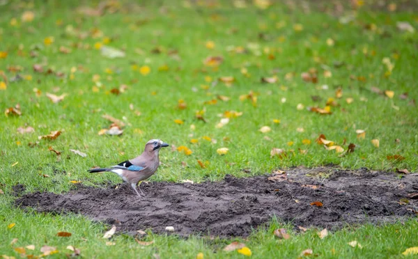 緑の芝生の上のカラスにきび鳥 — ストック写真