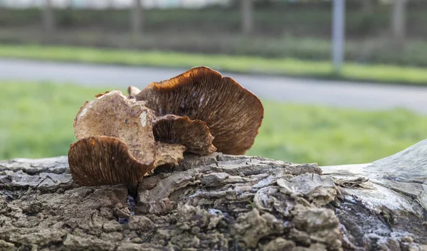 Mushrom σε ένα δέντρο το χειμώνα στην Ολλανδία — Φωτογραφία Αρχείου