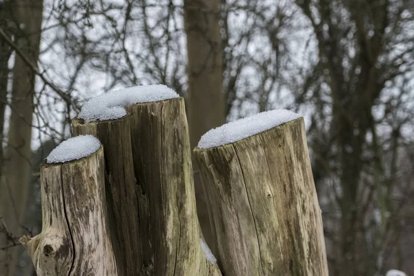 Tři dřevěné pařezů se sněhem na hlavu — Stock fotografie