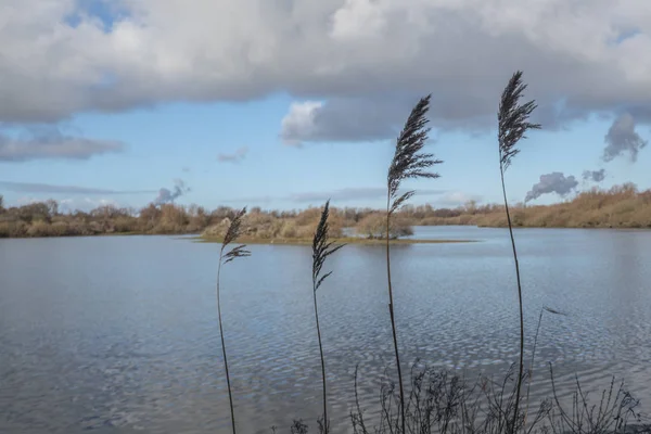 Вид на воду породы в Голландии — стоковое фото