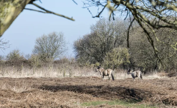 Konik horses passing in the winter landscape — Stock Photo, Image