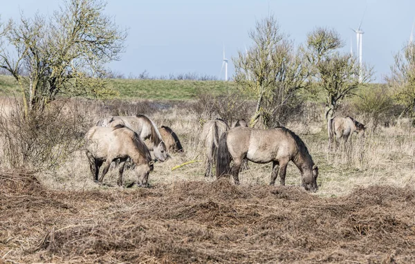 Cavalli Konik che passano nel paesaggio invernale — Foto Stock