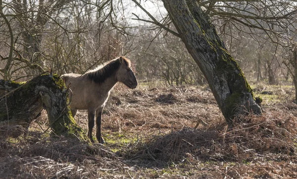 Konik hästar passerar i vinterlandskapet — Stockfoto