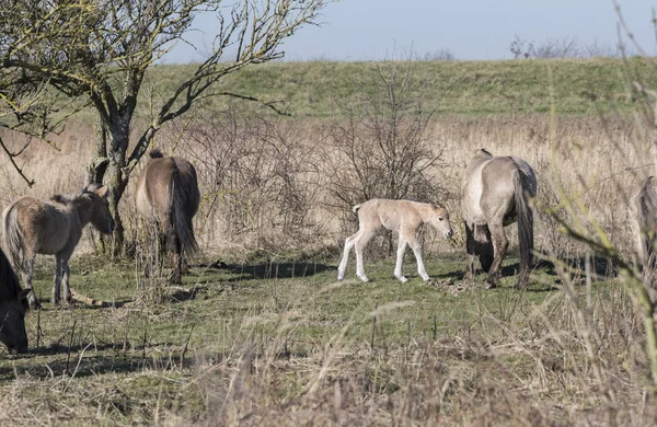 Konik horses passing in the winter landscape — Stock Photo, Image