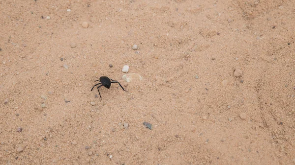 Insecto en el desierto seco — Foto de Stock