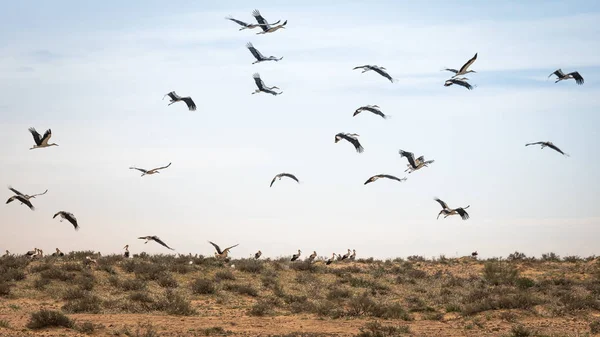 Gregge di cicogne migratrici in Israele — Foto Stock