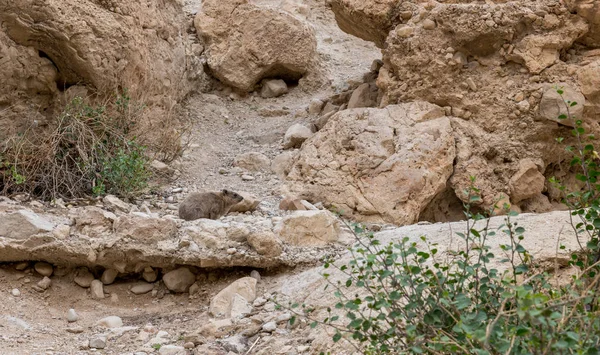 Rock hyrax in ein gedi israel — Stock Photo, Image