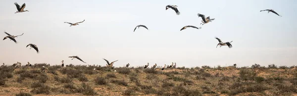 Gregge di cicogne migratrici in Israele — Foto Stock