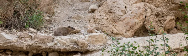 Rock hyrax in ein gedi israel — Stock Photo, Image