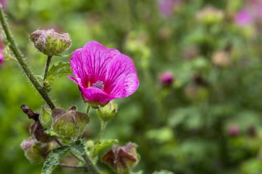 Pembe mor renkli yaban ördeği çiçekleri.