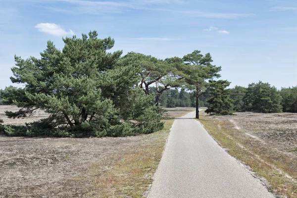 Nationalpark Hooge veluwe — Stockfoto