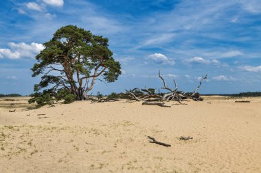 national park de hooge veluwe