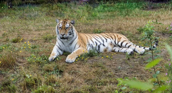 One tiger laying on the ground in a zoo — Stock Photo, Image