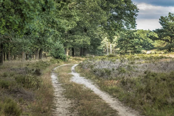 Landschaft im Nationalpark in Holland — Stockfoto