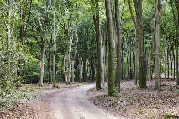 Árboles en el bosque en el parque nacional en Holanda — Foto de Stock