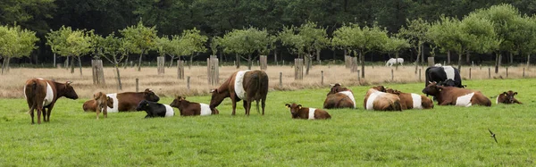 Campo con vacche cinturate olandesi in Olanda — Foto Stock