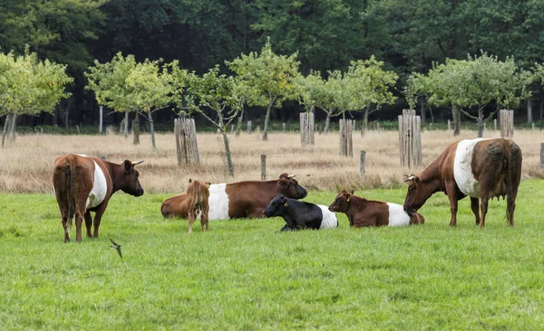 Campo con vacche cinturate olandesi in Olanda — Foto Stock