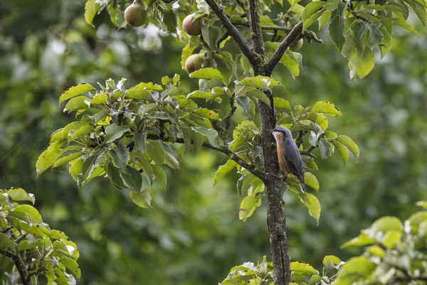 Птица Ситта в фруктовом дереве — стоковое фото