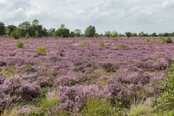 Purpurfarbenes Heidefeld blüht auf dem Veluwe in den Niederlanden — Stockfoto