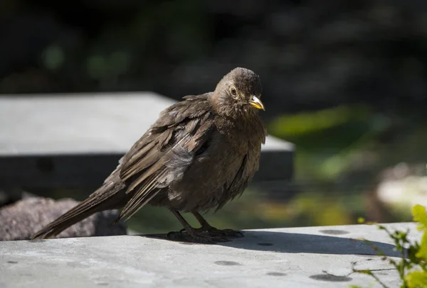 Blackbird sitter i trädgården — Stockfoto