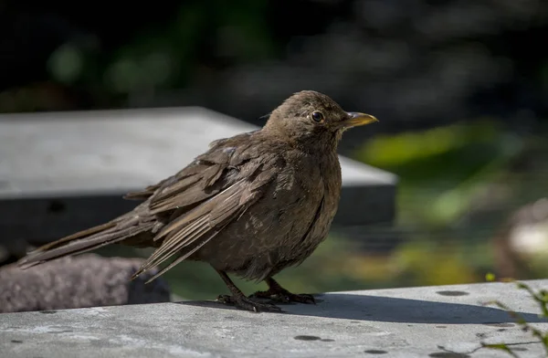 Черная птица, сидящая на камне в саду — стоковое фото