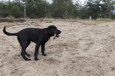 dört aylık labrador