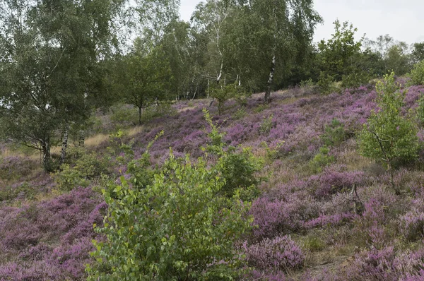 Purpurová vřes kvetla na Veluwe v Nizozemsku — Stock fotografie