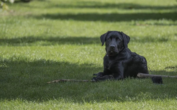 Cztery miesiące stary Labrador PUP na The trawa — Zdjęcie stockowe