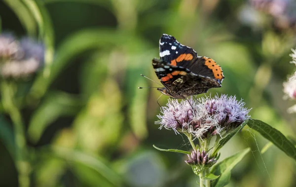 Atalanta Butterfly insekt i en trädgård — Stockfoto