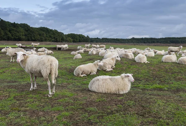 Hollanda'da ginkel fundalık üzerinde koyun — Stok fotoğraf