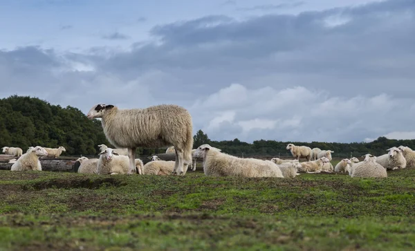 V Holandsku na vřeštění ginkelu — Stock fotografie