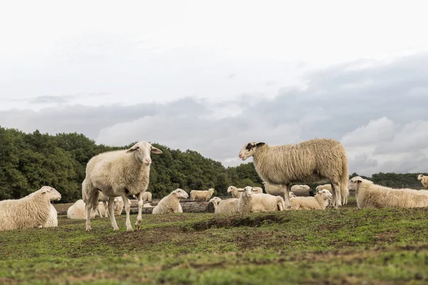 Mandria di pecore su terreni erica in Ede Holland — Foto Stock