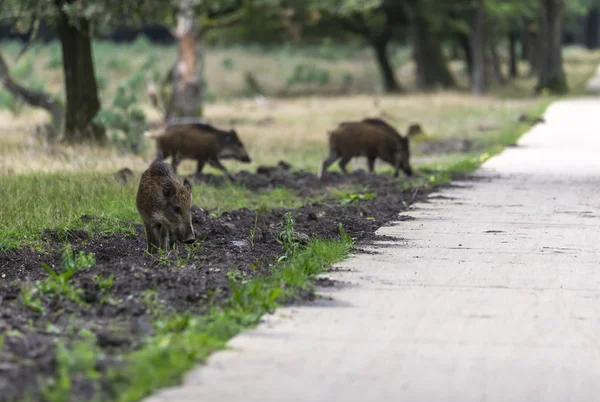 Wildboar animal in the netherlands in the forest — Stock Photo, Image