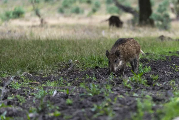 Vildsvin djur i underlandet i skogen — Stockfoto