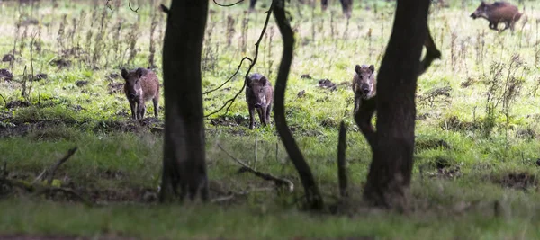 Três animais selvagens nas terras baixas da floresta — Fotografia de Stock