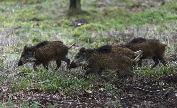 Cinghiale selvatico che corre nei Paesi Bassi nella foresta — Foto Stock