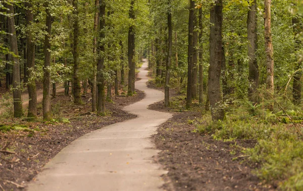 Sinuoso sendero a través de los bosques — Foto de Stock