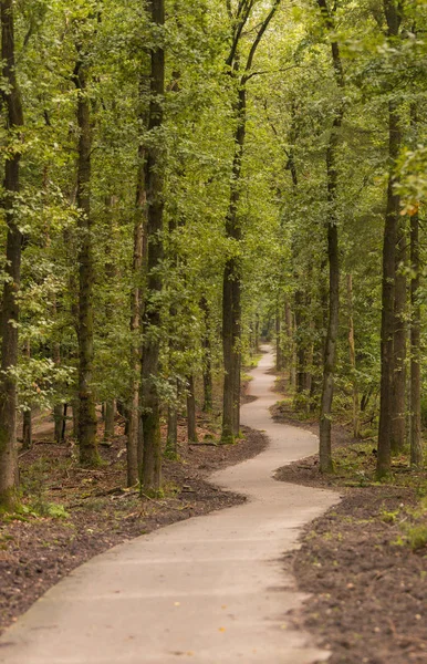 Sinuoso sendero a través de los bosques — Foto de Stock