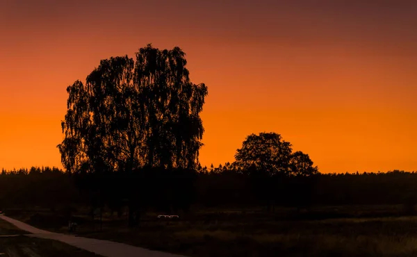 Coucher de soleil sur les champs de bruyères à holland — Photo