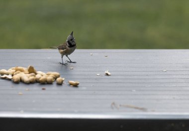 Armalı bir meme tohum arıyor.  