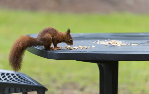 Ardilla roja buscando comida — Foto de Stock