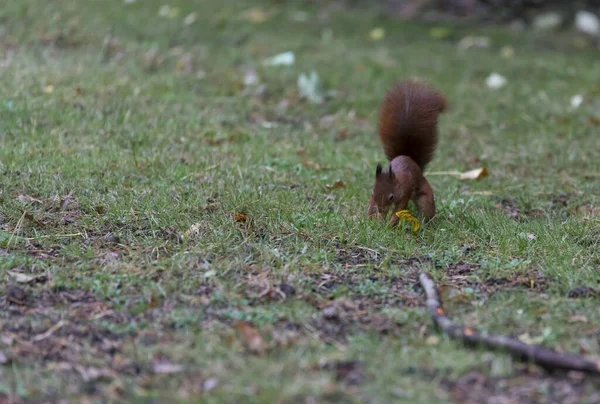 Esquilo vermelho escondendo sementes para o inverno — Fotografia de Stock